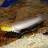 Valenciennea strigata : 9 à 12 cm